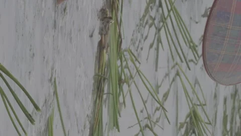 Close-up of water chestnut seedlings floating on water surface Vídeos de archivo 343581351