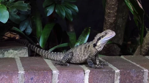 Close-up of a water dragon lizard in 4k Stock Footage 56047458