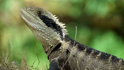 Close up of Water Dragon with shallow depth of field Stock Footage 81465160