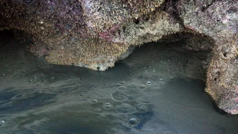 Close Up of Water Dripping from Barnacle Covered Sea Cave Wall onto Sand Stock Footage 345427183