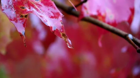 Close-Up of Water Dripping Off Fall Colored Leaves Stock Footage 58206720