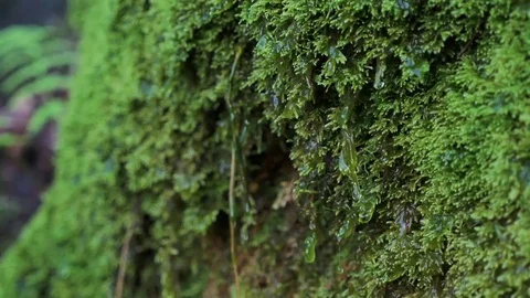 Close up of water dripping from moss Stock Footage 69072806