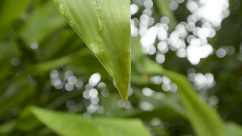 Close Up/ Water drips from a Green Leaf/ Nature Vídeos de archivo 144554617