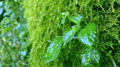 Close up water drop and moss, wet moss in rain forest, green rock cliff Stock Footage 153435268