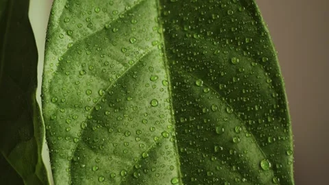 Close up of water drop drips on wet green leaf fresh water drops on leaves. Stock Footage 313295353