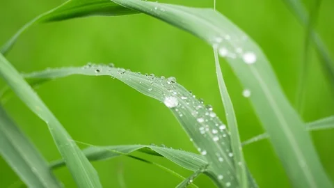 Close up water drop on green grass Stock Footage 114364659