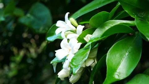 Close up water drop on green leaf Stock Footage 79316019