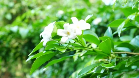 Close up water drop on green leaf Stock Footage 79316078