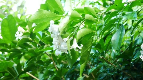 Close up water drop on green leaf Stock Footage 79316101