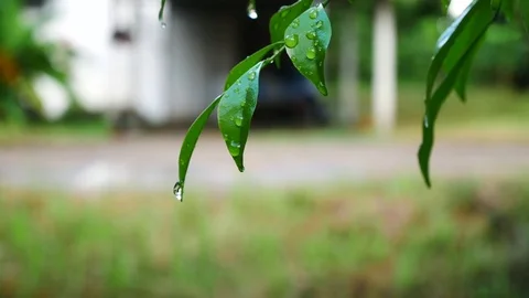 Close up water drop on green leaf Stock Footage 79329023