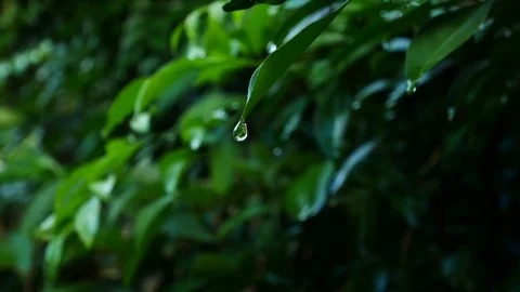 Close up water drop on green leaf Stock Footage 79329080
