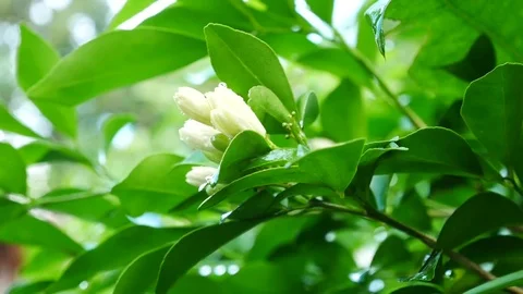 Close up water drop on green leaf Stock Footage 79329113