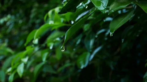 Close up water drop on green leaf Stock Footage 79330528