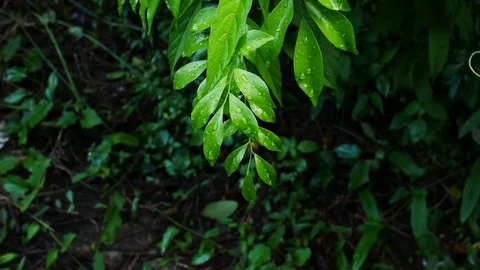 Close up water drop on green leaf Stock Footage 79330529