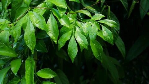 Close up water drop on green leaf Stock Footage 79330550