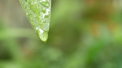 Close up water drop leaf Stock Footage 113539352