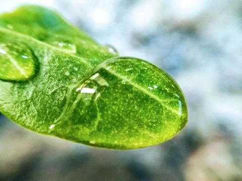 Close up of a water drop on leaf Fotos de archivo