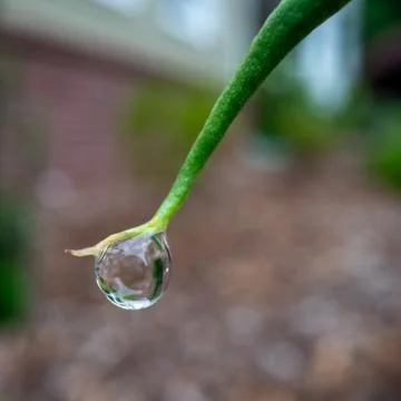 Close Up of Water Drop on Leaf 库存照片