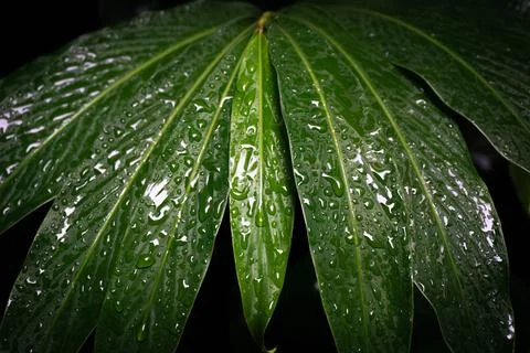 Close up water drop on leaf Stock Photos