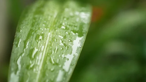 Close up water drop leave Stock Footage 113538979