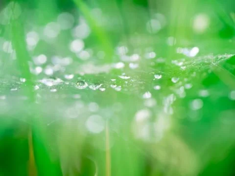 Close up water drop om web Stock Photos