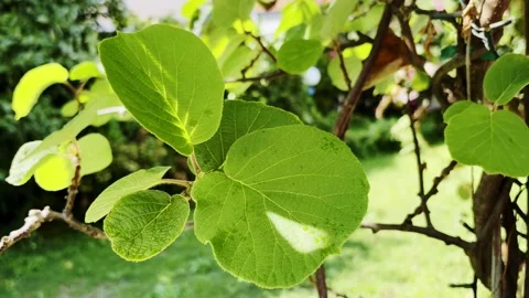 Close-up of water drop sliding on green leaf Stock Footage 346043493