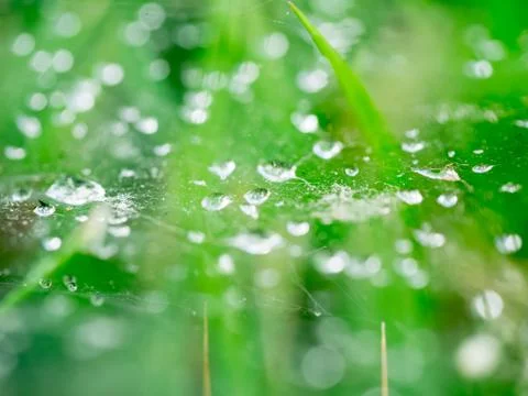 Close up water drop on web Stock Photos