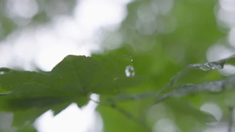 Close-up Of Water Droplet Falling Off We 