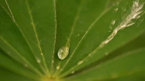 Close-up of water droplet on green leaf in slow motion Stock Footage 334858424
