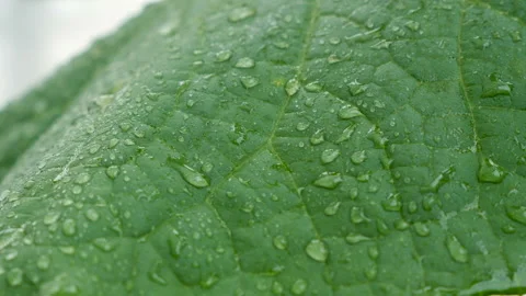 A close-up of water droplets on a cucumber leaf. Stock-Footage 95439416