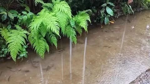 Close-up of water droplets falling into a murky ditch with green ferns. Stock Footage 314632262