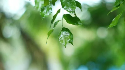 Close up of water droplets fixed tree VIVID leave during monsoons in slow motion Stock Footage 237537479