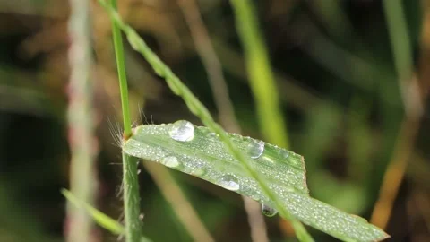 Close to the water droplets Stock Footage 157359021