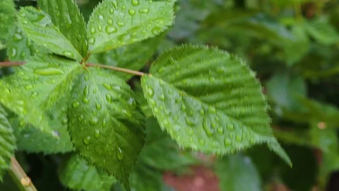 Close-up water droplets on green leaf Stock Footage 93590629