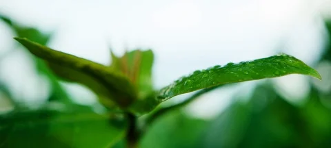Close-Up of Water Droplets on a Green Leaf of a Plant - Oahu, Hawaii (Shot on Stock Footage 113955472