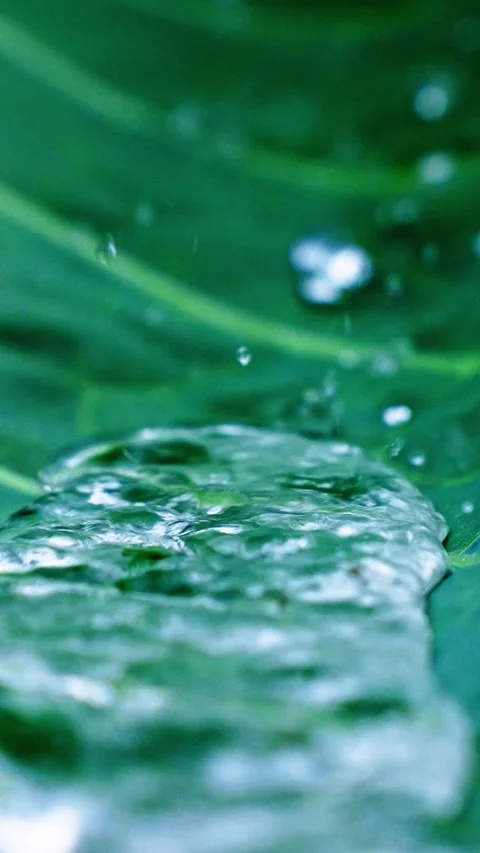 Close up of water droplets on a green leaf in a lush garden Stock Footage 309018981