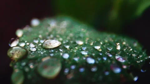Close-up of water droplets on a green leaf showcasing natures beauty and Stock Footage 312028552