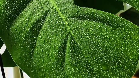 Close up of water droplets on green leaf surface 스톡 동영상 337257251