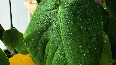 Close up of water droplets on green leaf surface Stock Footage 337257308