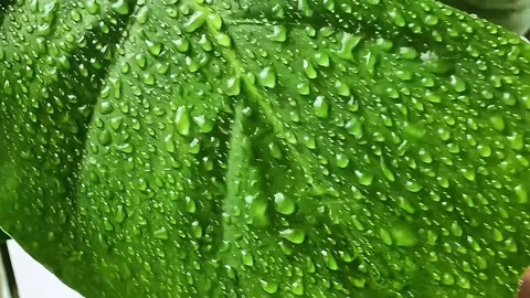 Close up of water droplets on green leaf surface Stock Footage 337351765