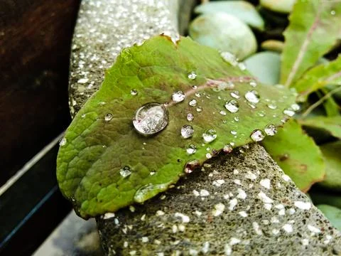 Close up of water droplets on a leaf Stock Photos