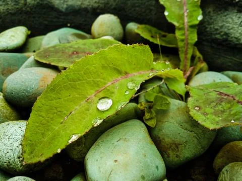 Close up of water droplets on a leaf Stock Photos