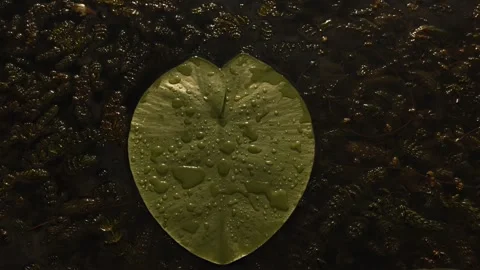 Close-up of water droplets on lily pads floating on dark pond water Stock Footage 337130082