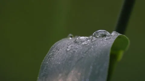 Close-up of Water Droplets on a Plant Leaf - 4K Slow Motion Nature Footage Stock Footage 337471015