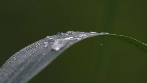Close-up of Water Droplets on a Plant Leaf - 4K Slow Motion Nature Footage Stock Footage 337472397