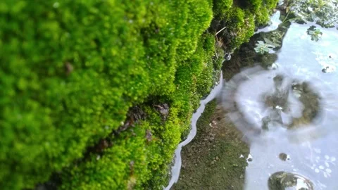 Close-up of water droplets on a puddle Stock Footage 276339181