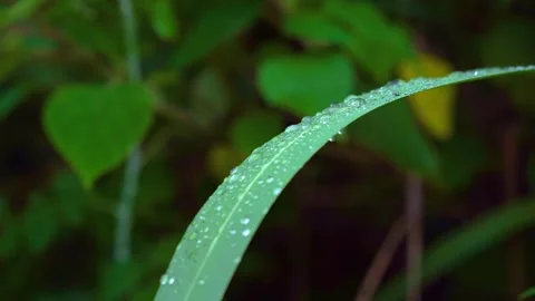 Close up of water droplets resting on a green grass blade after rain Stock Footage 342016259