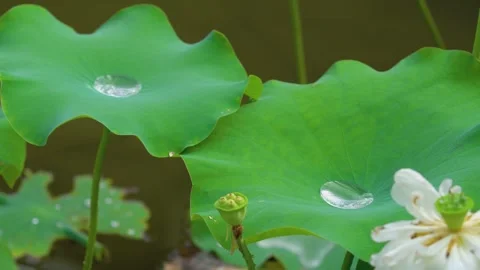Close up of water droplets resting on vibrant green lotus leaves in a pond Stock-Footage 341954927