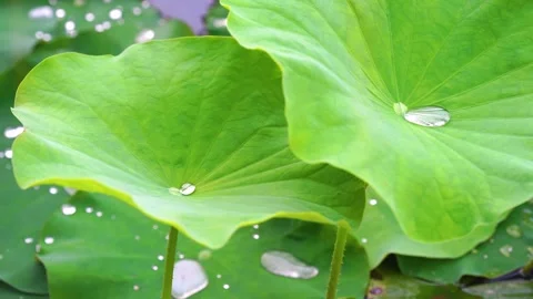 Close Up of Water Droplets Resting on Vibrant Green Lotus Leaves in Summer Pond Stock Footage 341998161