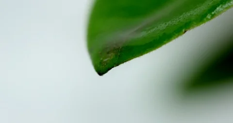 Close Up Of Water Dropping Off Fresh Green Leaves Watered in Garden Stock Footage 95085826